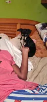Vanessa , a female Chihuahua for sale in Myrtle Beach, SC – 3 of 3