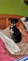 Vanessa , a female Chihuahua for sale in Myrtle Beach, SC – 2 of 3
