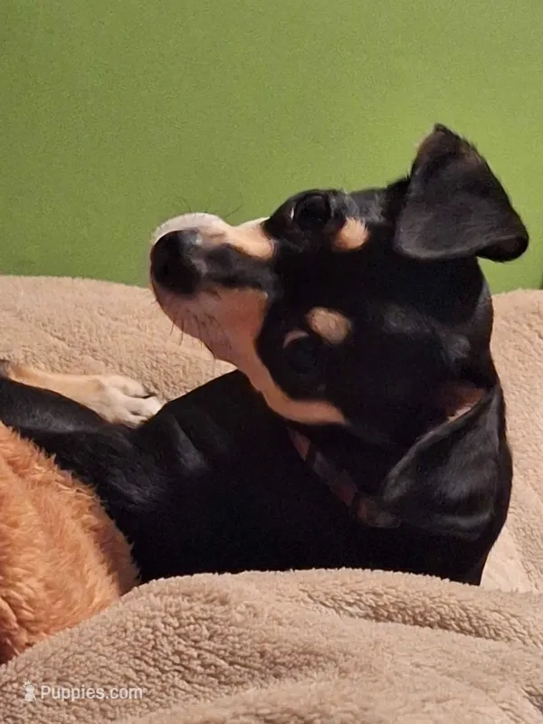 Vanessa  – Chihuahua puppy for sale in Myrtle Beach, SC
