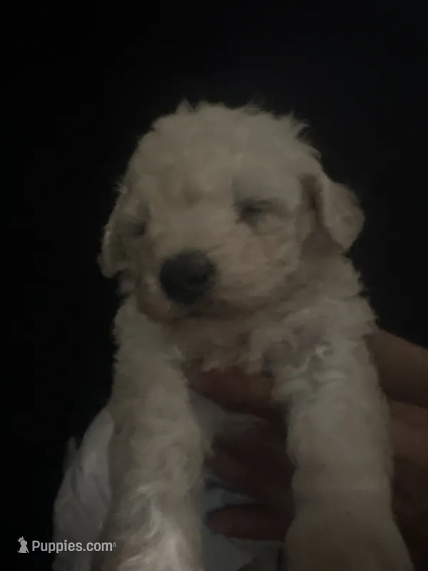 Mia – Poodle - Toy  puppy for sale in San Fernando, CA