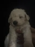 Mia, a female Poodle - Toy  for sale in San Fernando, CA – 1 of 1