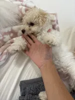Rudy , a male Bichon Frise for sale in Lakeland, FL – 4 of 7