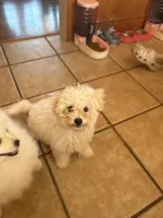 Rudy , a male Bichon Frise for sale in Lakeland, FL – 2 of 7