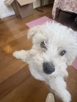 Rudy , a male Bichon Frise for sale in Lakeland, FL – 5 of 7