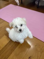 Rudy , a male Bichon Frise for sale in Lakeland, FL – 6 of 7