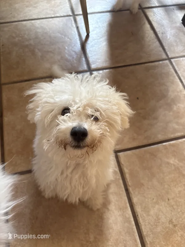 Rudy  – Bichon Frise puppy for sale in Lakeland, FL