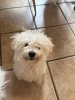 Rudy , a male Bichon Frise for sale in Lakeland, FL – 1 of 7