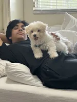 Rudy , a male Bichon Frise for sale in Lakeland, FL – 3 of 7