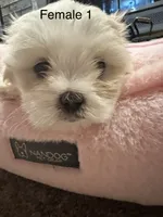 Female 1, a female Shih Tzu for sale in Danville, KY – 4 of 7