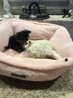 Female 2 , a female Shih Tzu for sale in Danville, KY – 9 of 9