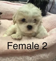 Female 2 , a female Shih Tzu for sale in Danville, KY – 5 of 9