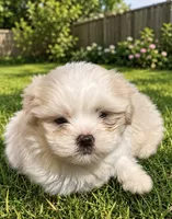 Female 2 , a female Shih Tzu for sale in Danville, KY – 1 of 9