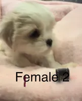 Female 2 , a female Shih Tzu for sale in Danville, KY – 3 of 9