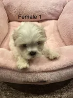 Female 1, a female Shih Tzu for sale in Danville, KY – 6 of 7