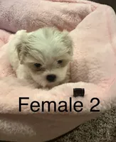 Female 2 , a female Shih Tzu for sale in Danville, KY – 4 of 9