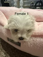Female 1, a female Shih Tzu for sale in Danville, KY – 3 of 7