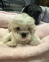 Female 2 , a female Shih Tzu for sale in Danville, KY – 6 of 9