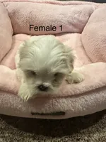 Female 1, a female Shih Tzu for sale in Danville, KY – 5 of 7
