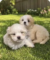 Female 1, a female Shih Tzu for sale in Danville, KY – 2 of 7
