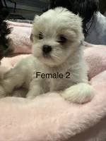 Female 2 , a female Shih Tzu for sale in Danville, KY – 7 of 9