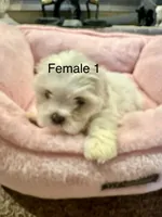 Female 1, a female Shih Tzu for sale in Danville, KY – 7 of 7