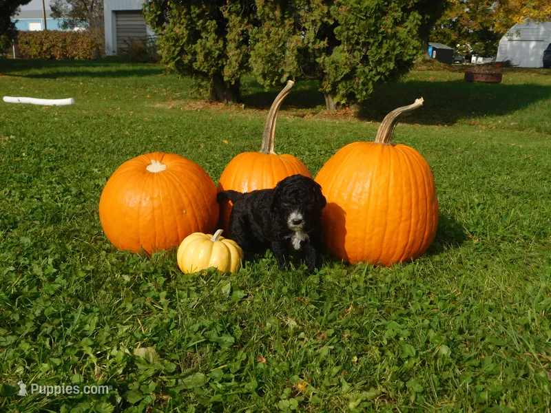 Missy – Goldendoodle, Sheepadoodle puppy for sale in Osage, IA