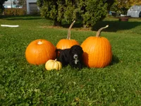 Missy, a female Goldendoodle and Sheepadoodle for sale in Osage, IA – 1 of 1