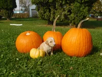 Lady, a female Goldendoodle and Sheepadoodle for sale in Osage, IA – 1 of 1