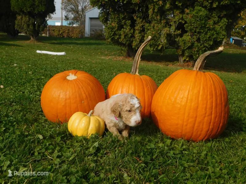Ivy – Goldendoodle, Sheepadoodle puppy for sale in Osage, IA