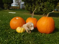 Ivy, a female Goldendoodle and Sheepadoodle for sale in Osage, IA – 1 of 1