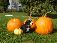 Sassy (Skunk), a female Goldendoodle and Sheepadoodle for sale in Osage, IA – 1 of 1