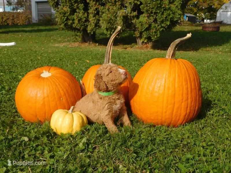 Reba – Goldendoodle, Sheepadoodle puppy for sale in Osage, IA