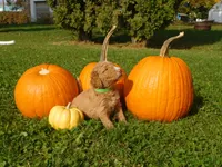 Reba, a female Goldendoodle and Sheepadoodle for sale in Osage, IA – 1 of 1