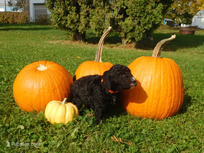 Dolly – Goldendoodle, Sheepadoodle puppy for sale in Osage, IA