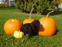 Dolly, a female Goldendoodle and Sheepadoodle for sale in Osage, IA – 1 of 1