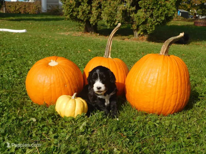 Loretta – Goldendoodle, Sheepadoodle puppy for sale in Osage, IA