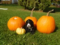 Loretta, a female Goldendoodle and Sheepadoodle for sale in Osage, IA – 1 of 1