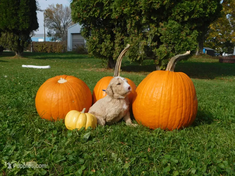 Crew (Nubbers) – Goldendoodle, Sheepadoodle puppy for sale in Osage, IA
