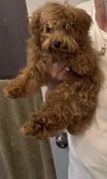3 lb teacup Max, a male Poodle - Toy  for sale in Lakeland, FL – Photo 1 of 2
