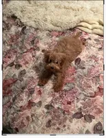 3 lb teacup Max, a male Poodle - Toy  for sale in Lakeland, FL – Photo 2 of 2