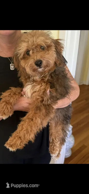 Poochie micro mini Bernedoodle 6 months old – Miniature Bernedoodle puppy for sale in Lakeland, FL