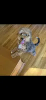 Poochie micro mini Bernedoodle 6 months old, a female Miniature Bernedoodle for sale in Lakeland, FL – Photo 3 of 5