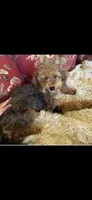 Poochie micro mini Bernedoodle , a female Miniature Bernedoodle for sale in Lakeland, FL – Photo 2 of 2