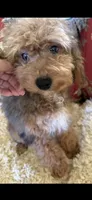 Poochie micro mini Bernedoodle , a female Miniature Bernedoodle for sale in Lakeland, FL – Photo 1 of 2