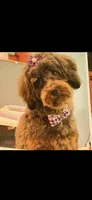 Godiva micro/ mini Bernedoodle , a female Miniature Bernedoodle for sale in Lakeland, FL – Photo 1 of 2