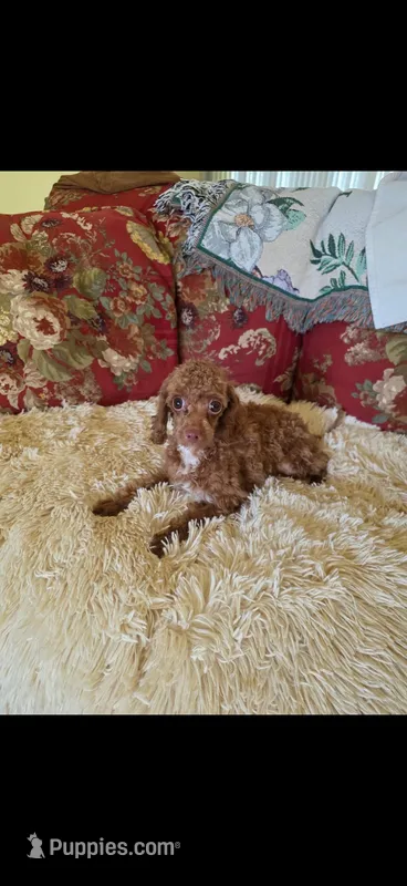 Teacup Tiny micro/ toy Goldendoodle  – Miniature Goldendoodle puppy for sale in Lakeland, FL