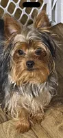 Tcup yorkie Teddy weighs 3.5 pounds, a male Yorkshire Terrier for sale in Lakeland, FL – Photo 1 of 3