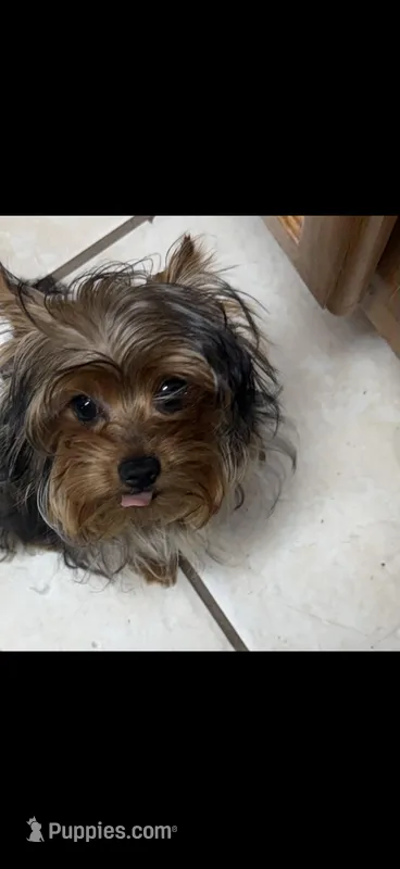 Tcup yorkie Teddy weighs 3.5 pounds – Yorkshire Terrier puppy for sale in Lakeland, FL