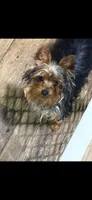 Tcup yorkie Teddy weighs 3.5 pounds, a male Yorkshire Terrier for sale in Lakeland, FL – Photo 3 of 3