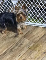 Tcup yorkie Teddy weighs 3.5 pounds, a male Yorkshire Terrier for sale in Lakeland, FL – Photo 2 of 3